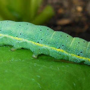 Bright-line Brown-eye (Lacanobia oleracea)