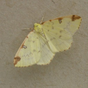 Brimstone Moth (Opisthograptis luteolata)