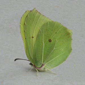 Brimstone (Gonepteryx rhamni)