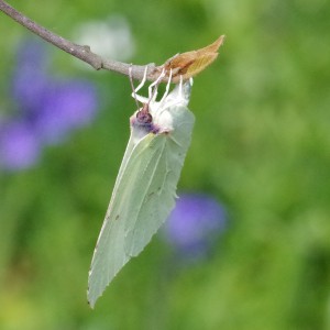 Brimstone (Gonepteryx rhamni)