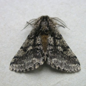 Brindled Beauty (Lycia hirtaria)