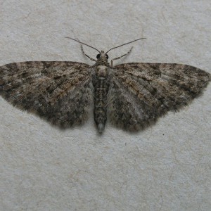 Brindled Pug (Eupithecia abbreviata)