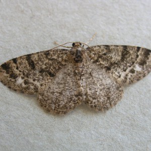 Brindled White-spot (Parectropis similaria)