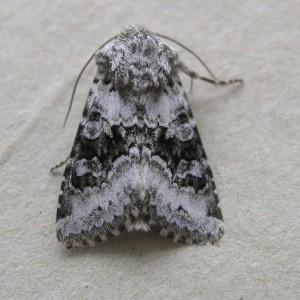 Broad-barred White (Hecatera bicolorata)