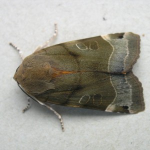 Broad-bordered Yellow Underwing (Noctua fimbriata)