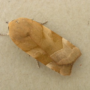 Broad-bordered Yellow Underwing (Noctua fimbriata)