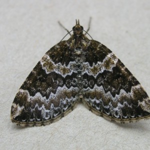 Broken-barred Carpet (Electrophaes corylata)