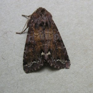 Broom Moth (Ceramica pisi)