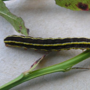 Broom Moth (Ceramica pisi) larva