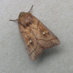 Brown-line Bright-eye (Mythimna conigera)