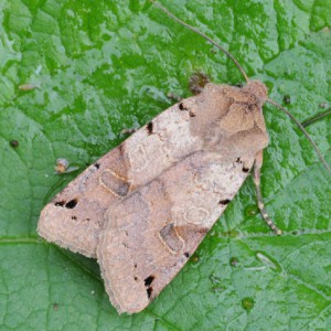 Brown-spot Pinion (Agrochola litura)