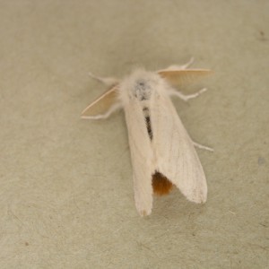 Brown-tail (Euproctis chrysorrhoea)