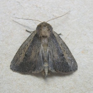 Brown-veined Wainscot (Archanara dissoluta)