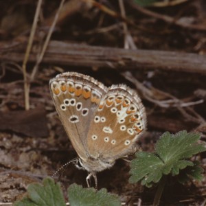 Brown Argus (Aricia agestis)