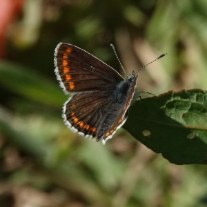 Brown Argus (Aricia agestis)