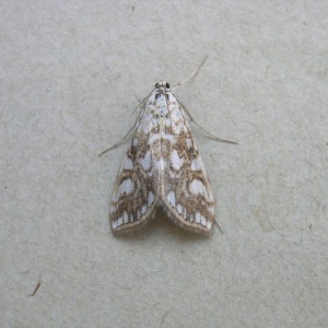 Brown China-mark (Elophila nymphaeata)