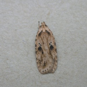 Brown House-moth (Hofmannophila pseudospretella)