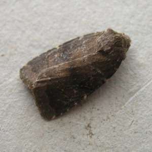 Brown Rustic (Rusina ferruginea)