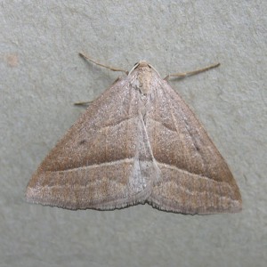 Brown Silver-line (Petrophora chlorosata)