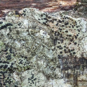Brussels Lace (Cleorodes lichenaria)