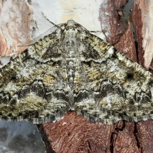 Brussels Lace (Cleorodes lichenaria)