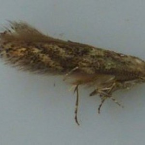 (Bucculatrix demaryella)