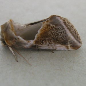 Buff Arches (Habrosyne pyritoides)