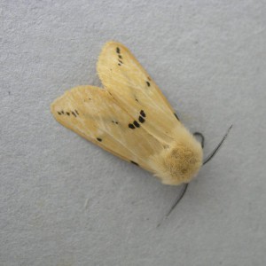 Buff Ermine (Spilosoma lutea)