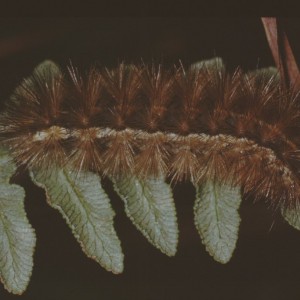 Buff Ermine (Spilosoma lutea)