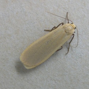 Buff Footman (Eilema depressa)