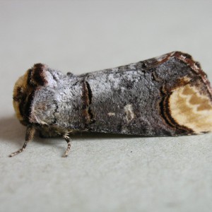 Buff-tip (Phalera bucephala)