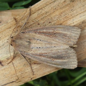 Bulrush Wainscot (Nonagria typhae)