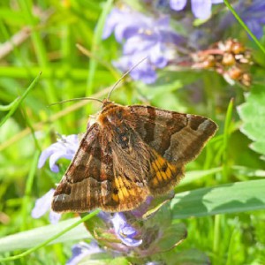 Burnet Companion (Euclidia glyphica)