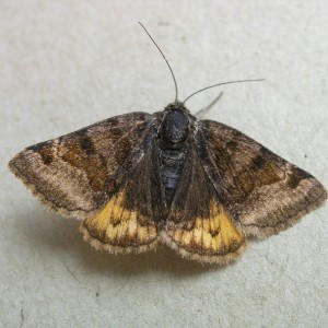 Burnet Companion (Euclidia glyphica)