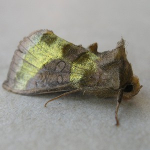 Burnished Brass (Diachrysia chrysitis)