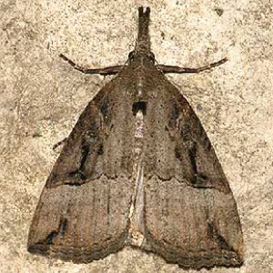 Buttoned Snout (Hypena rostralis)