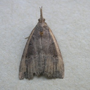 Buttoned Snout (Hypena rostralis)
