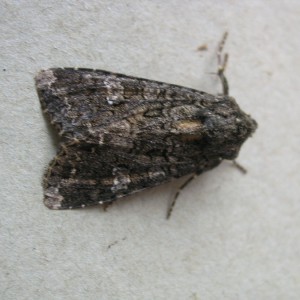 Cabbage Moth (Mamestra brassicae)