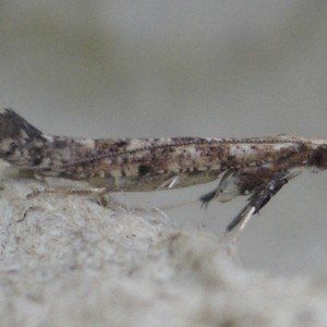 (Caloptilia populetorum)