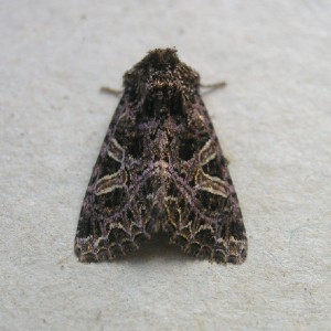 The Campion (Sideridis rivularis)