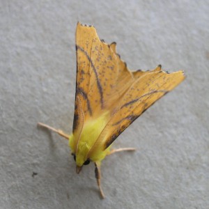 Canary-shouldered Thorn (Ennomos alniaria)
