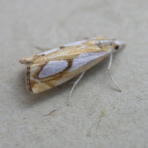 (Catoptria pinella)