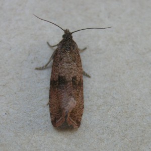 (Celypha striana)