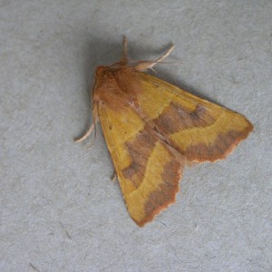 Centre-barred Sallow (Atethmia centrago)