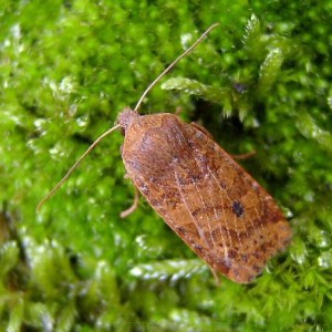 The Chestnut (Conistra vaccinii)