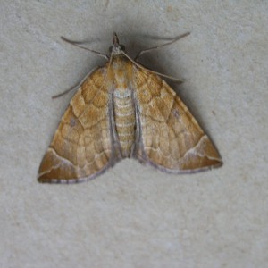 The Chevron (Eulithis testata)