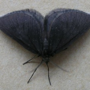 Chimney Sweeper (Odezia atrata)