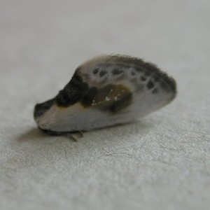 Chinese Character (Cilix glaucata)