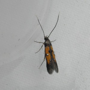 (Chrysoclista linneella)