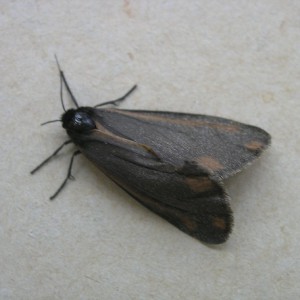 The Cinnabar (Tyria jacobaeae)